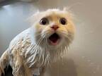 「なんでお風呂に入れるのぉォォ！！」　必死な表情で訴える猫　その後の写真に、吹き出す