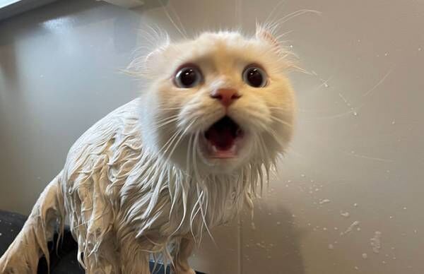 「なんでお風呂に入れるのぉォォ！！」　必死な表情で訴える猫　その後の写真に、吹き出す