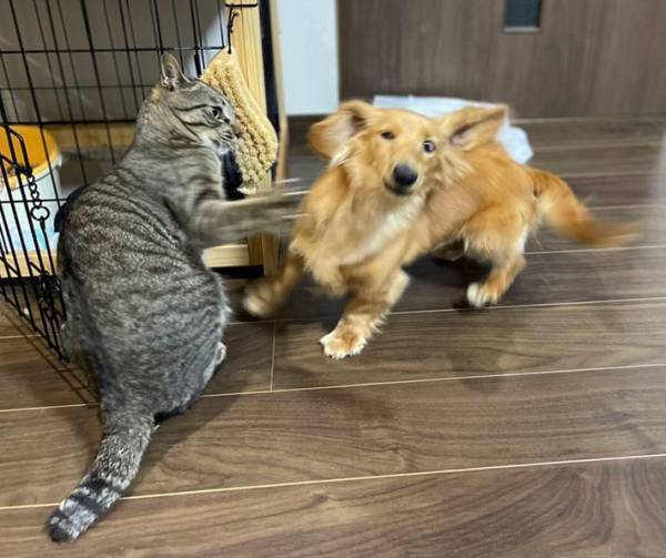 「笑った」「バトルシーンみたい」　犬めがけて『猫パンチ』を繰り出す猫だが？