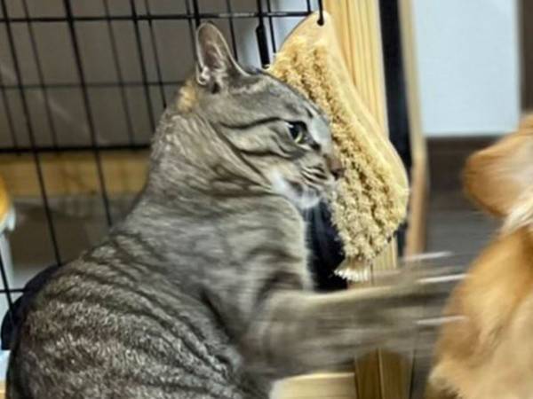 「笑った」「バトルシーンみたい」　犬めがけて『猫パンチ』を繰り出す猫だが？
