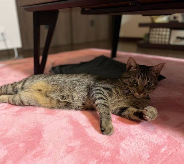 「笑った」「バトルシーンみたい」　犬めがけて『猫パンチ』を繰り出す猫だが？