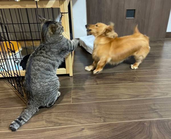 「笑った」「バトルシーンみたい」　犬めがけて『猫パンチ』を繰り出す猫だが？