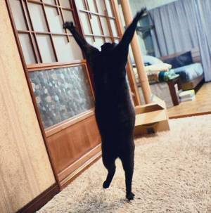 飼い主「音楽が盛り上がった場面」　躍動感あふれる猫を激写した１枚がこちら！