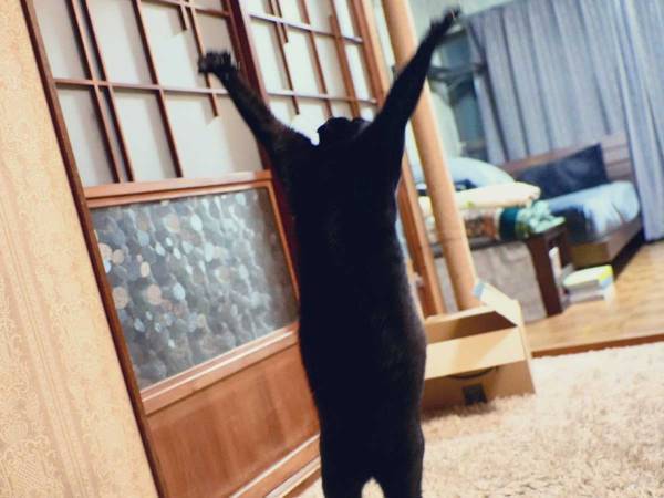 飼い主「音楽が盛り上がった場面」　躍動感あふれる猫を激写した１枚がこちら！