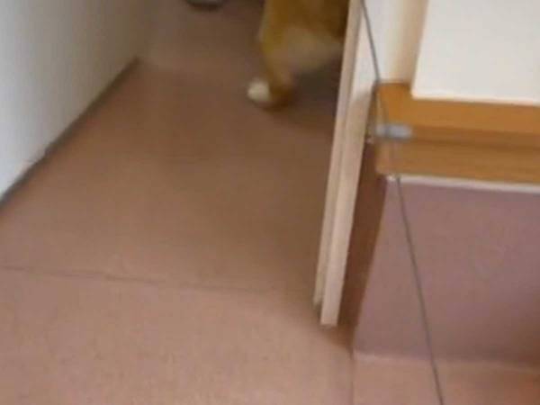 動物病院にやって来たコーギー　ドアが開いた時の姿に「元気出た」
