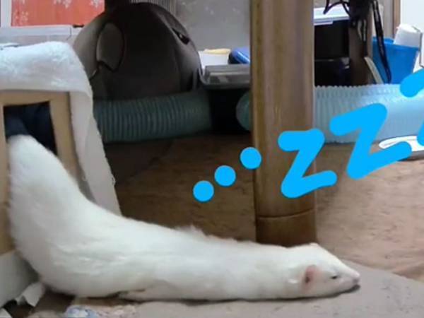 箱からこぼれ落ちてくるフェレット　液体のような動きに１２万『いいね』