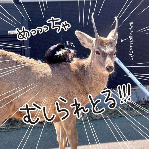 買い物帰りの夫婦が「痛くないんかな？」　視線の先ではシカが…