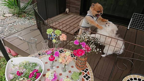 ３枚の写真に爆笑　「これはずるい」「犬が気になって仕方ない」