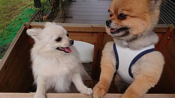 ３枚の写真に爆笑　「これはずるい」「犬が気になって仕方ない」