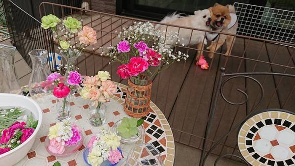 ３枚の写真に爆笑　「これはずるい」「犬が気になって仕方ない」