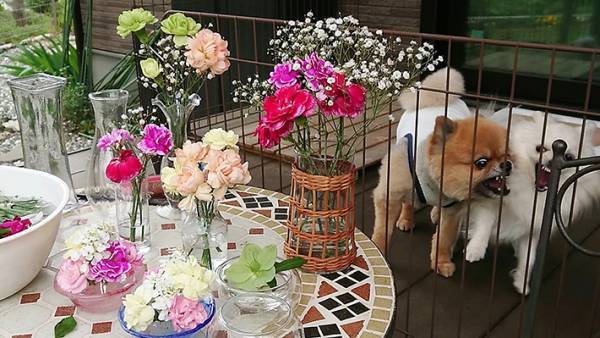 ３枚の写真に爆笑　「これはずるい」「犬が気になって仕方ない」