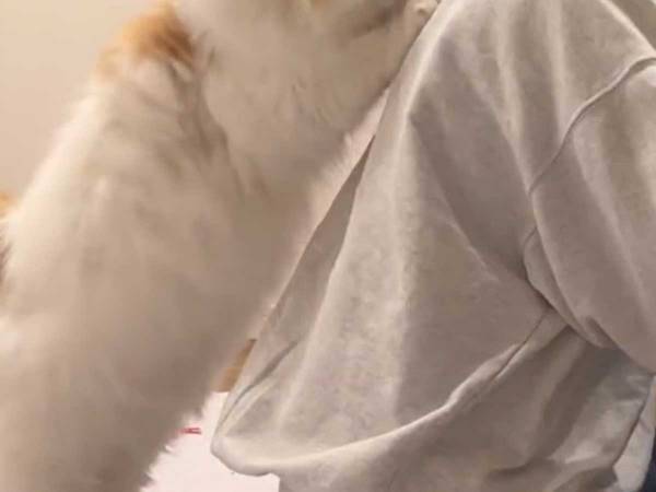 リモート会議に参加中、猫がやって来て…　「会社に行けなくなる！」