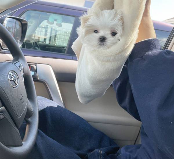 毛布にくるまれたマルチーズがどう見ても…　犬の写真に「最強」の声