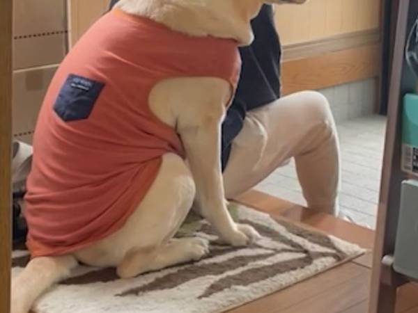 散歩かと『勘違い』した犬　ショックを受けた姿に「笑った」