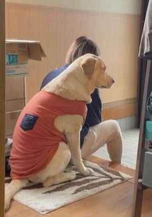 散歩かと『勘違い』した犬　ショックを受けた姿に「笑った」