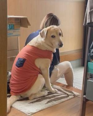 散歩かと『勘違い』した犬　ショックを受けた姿に「笑った」