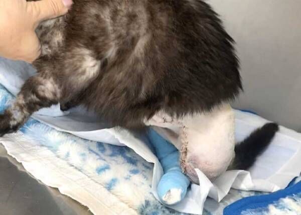 高校生が見つけた、大ケガをした１匹の猫　１年後の姿に「涙が出てくる」