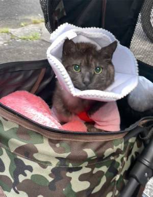 高校生が見つけた、大ケガをした１匹の猫　１年後の姿に「涙が出てくる」