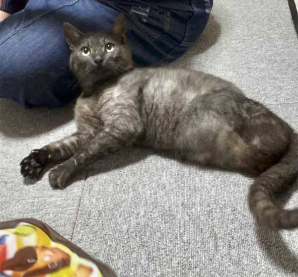 高校生が見つけた、大ケガをした１匹の猫　１年後の姿に「涙が出てくる」