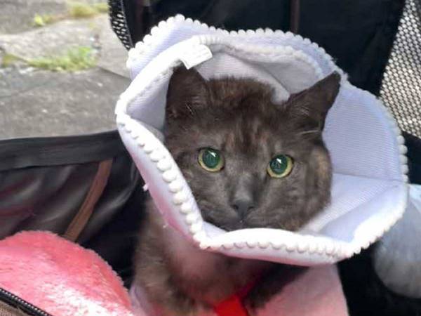 高校生が見つけた、大ケガをした１匹の猫　１年後の姿に「涙が出てくる」