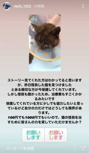 高校生が見つけた、大ケガをした１匹の猫　１年後の姿に「涙が出てくる」