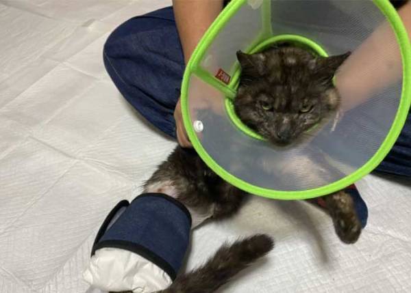高校生が見つけた、大ケガをした１匹の猫　１年後の姿に「涙が出てくる」