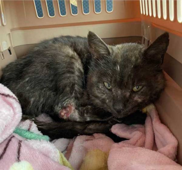 高校生が見つけた、大ケガをした１匹の猫　１年後の姿に「涙が出てくる」