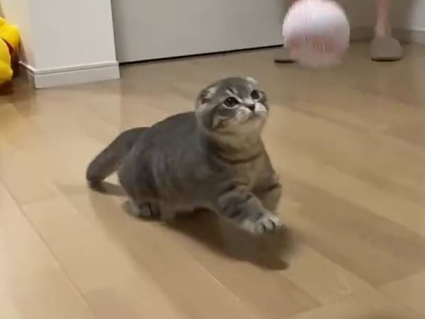 「こんな表情だったんだ…」　ボールで遊ぶ猫をスローで撮影すると？