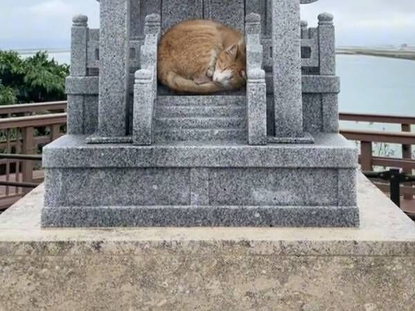 スヤスヤと眠る野良猫　場所に、笑ってしまう