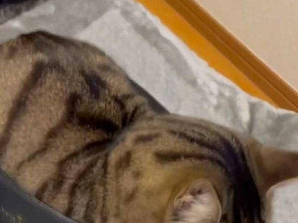 猫が飼い主のカバンを…？　「体どうなってるんだ」「最高にキュート」