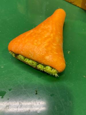 「１０年やっていて初めて見た」畑で収穫されたニンジン　その形はどう見ても…？