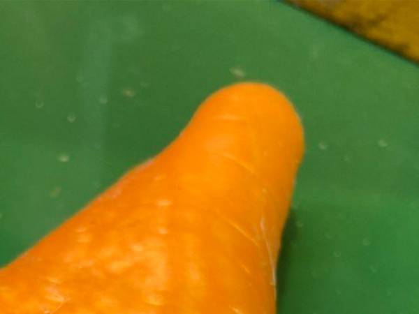 「１０年やっていて初めて見た」畑で収穫されたニンジン　その形はどう見ても…？