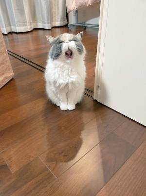 あまりにも『ジブリ』な猫！　あくびをする姿が、かわいすぎた