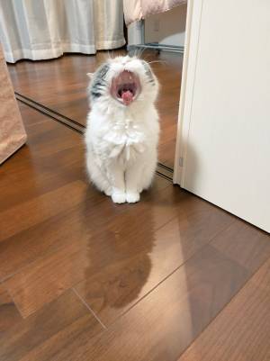 あまりにも『ジブリ』な猫！　あくびをする姿が、かわいすぎた