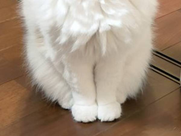 あまりにも『ジブリ』な猫！　あくびをする姿が、かわいすぎた