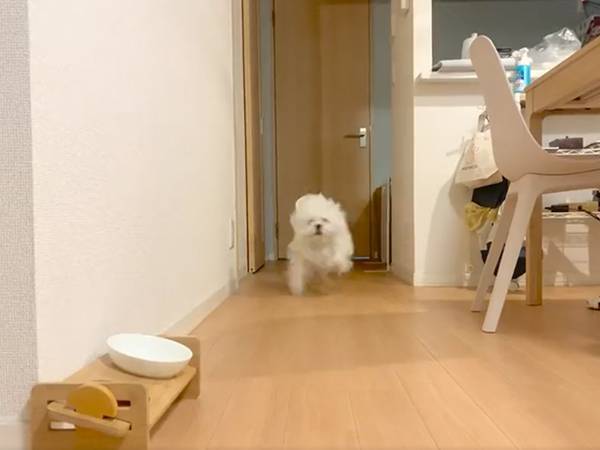 犬の猛突進に、飼い主「うわぁぁあ！」　１４秒の動画に癒される
