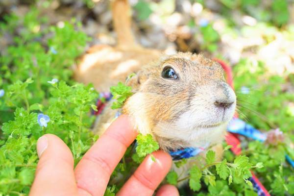 散歩中のプレーリードッグが、まさかの行動　「貫禄がすごい」「笑った」