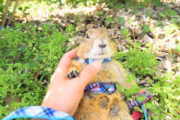 散歩中のプレーリードッグが、まさかの行動　「貫禄がすごい」「笑った」