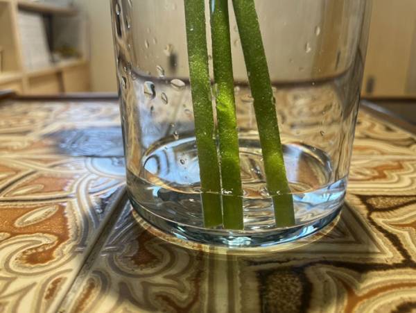 切り花を長く楽しむには水の量がポイント！