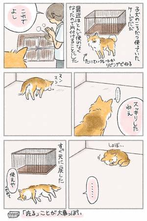 使わなくなったケージを片付けると…？　「あるある」「うちもそう！」