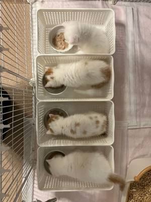 「『一蘭』方式にしてみた」　４匹の子猫、食事シーンがかわいすぎた