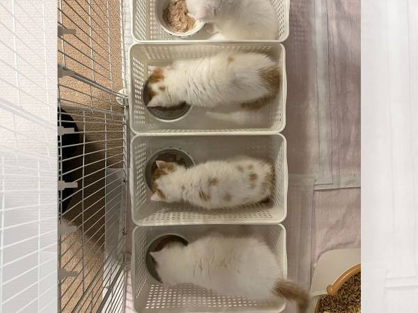 「『一蘭』方式にしてみた」　４匹の子猫、食事シーンがかわいすぎた