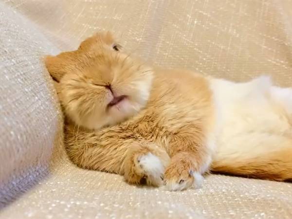 「うちには小さなおじさんがいます」その姿が癒し系すぎた