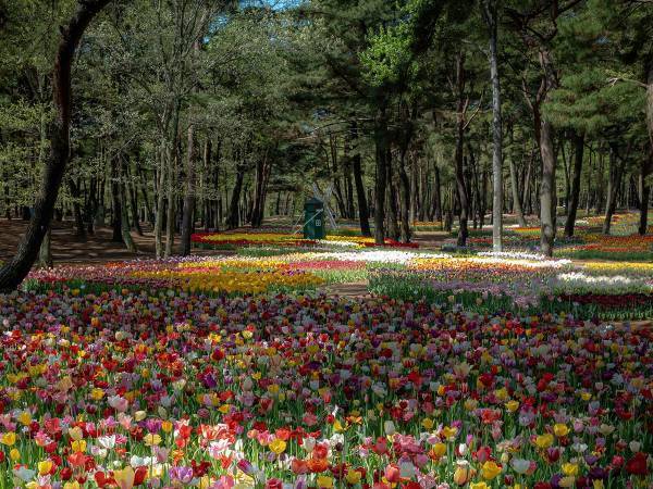 ７万人が『いいね』した、チューリップ　「外国かと思った」「茨城なの！？」