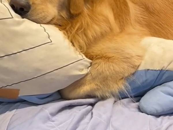 飼い主が買ったぬいぐるみ　１年後、犬が持つ姿に「愛されてる！」