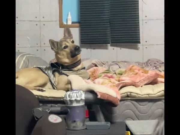 『散歩』の気配を察した犬　リアクションに「圧がすごい」「ずっと見ちゃう」