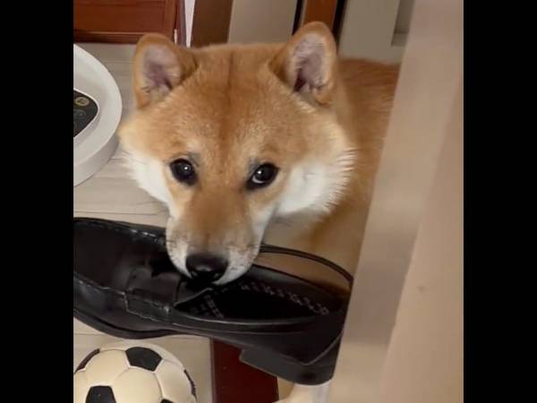 『検問』に引っかかった柴犬　理由に「これは無罪」「表情で笑った」