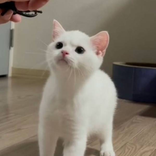 ヤンキー顔の子猫が、１０か月後？　「総長！」と呼びたくなるほど立派に成長