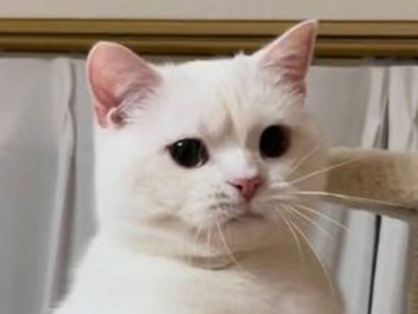 ヤンキー顔の子猫が、１０か月後？　「総長！」と呼びたくなるほど立派に成長