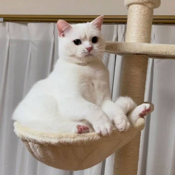 ヤンキー顔の子猫が、１０か月後？　「総長！」と呼びたくなるほど立派に成長